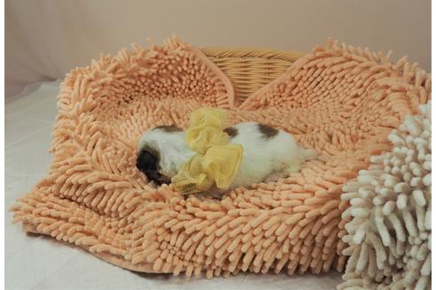 成約済の埼玉県のその他の犬種-103659の2枚目